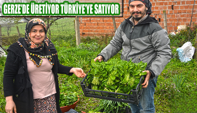 GERZE’DE ORGANİK TARIM GÜN GEÇTİKÇE GELİŞİYOR