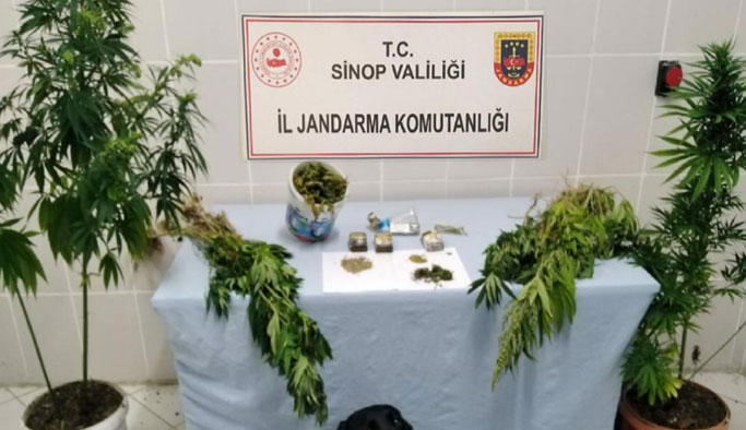 Merkez İlçede Yasadışı Kenevir Ekimi