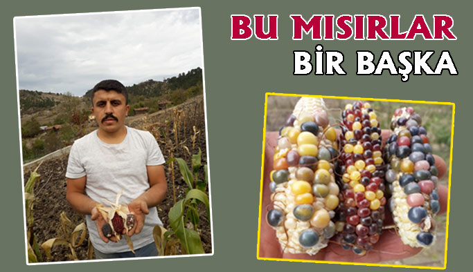 Renkli Mısırlar Yoğun İlgi Görüyor