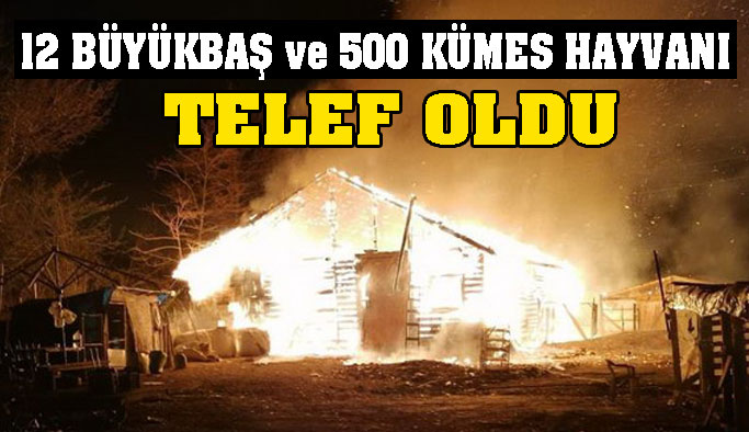 Türkeli'de feci yangın: Çok sayıda hayvan telef oldu