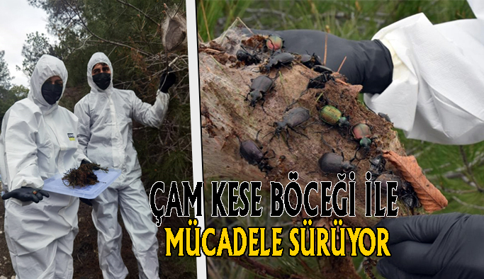 Gerze Orman İşletme Müdürlüğünün Çam Kese Böceğiyle mücadelesi sürüyor