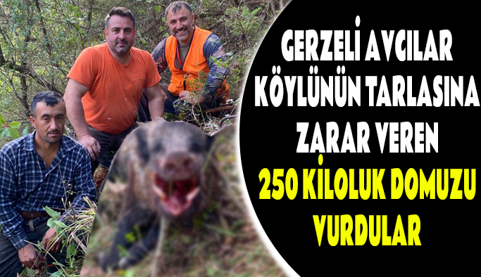 Gerze’ de 250 kiloluk dev domuz, avcılar tarafından vuruldu
