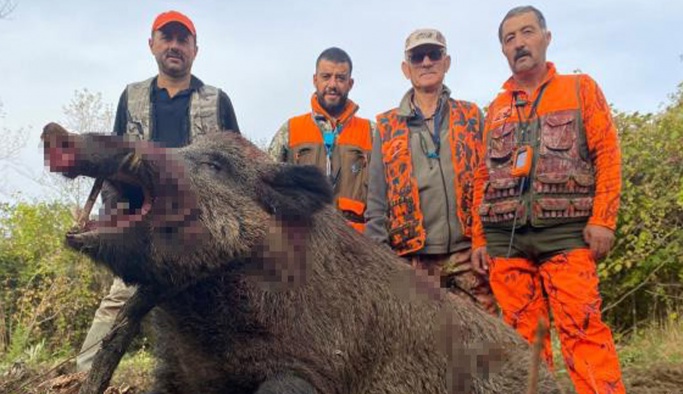 Gerze'de avcılar dev boyutlarda domuz avladı