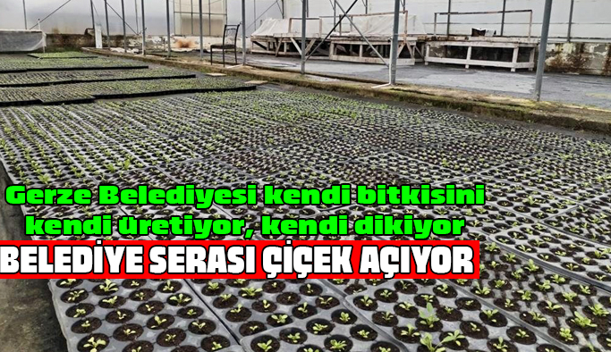 Gerze Belediyesi, kendi bitkisini kendi üretiyor
