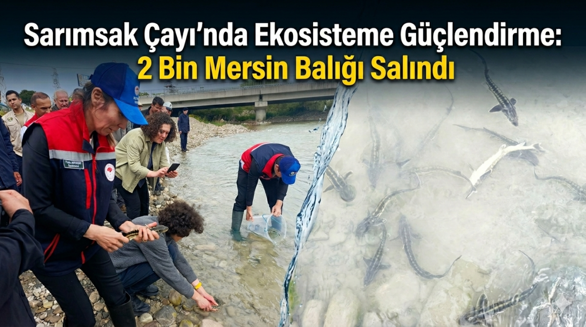 Sarımsak Çayı’na 2 Bin Adet Nesli Tehlike Altındaki Mersin Balığı Bırakıldı