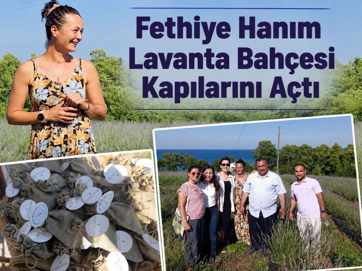 Gerze’de Lavanta Bahçesi Üretime Kazandırıldı