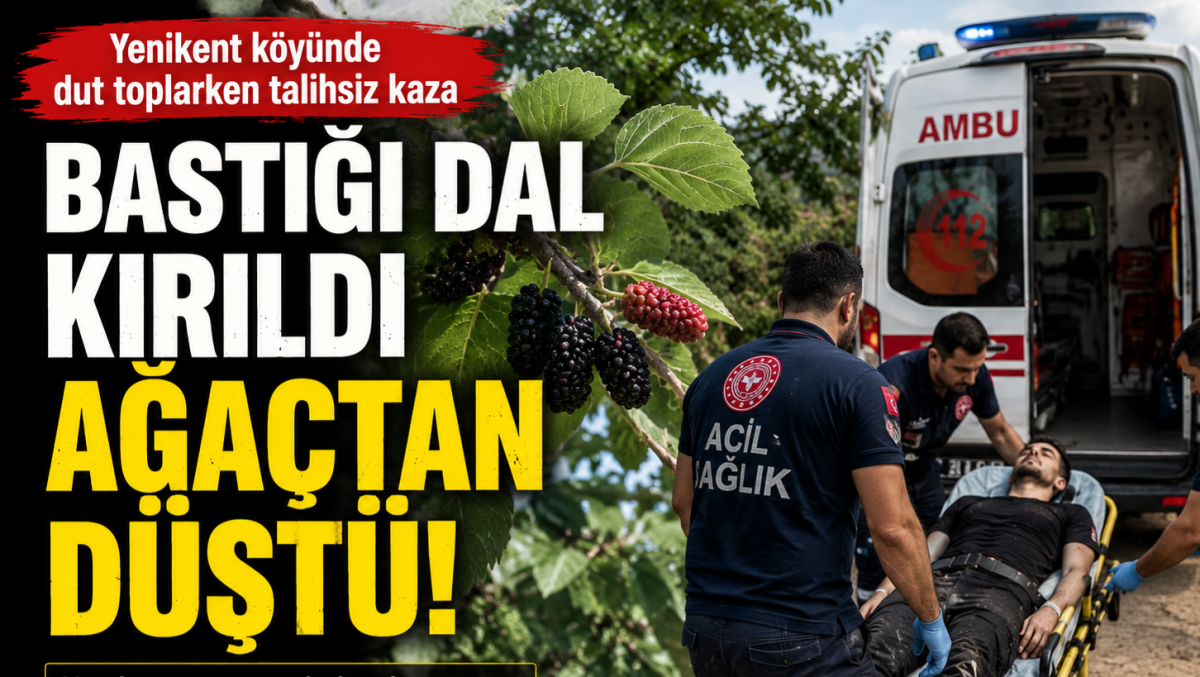 Gerze'de Dut Toplarken Düşen Vatandaş Tedavi Altına Alındı