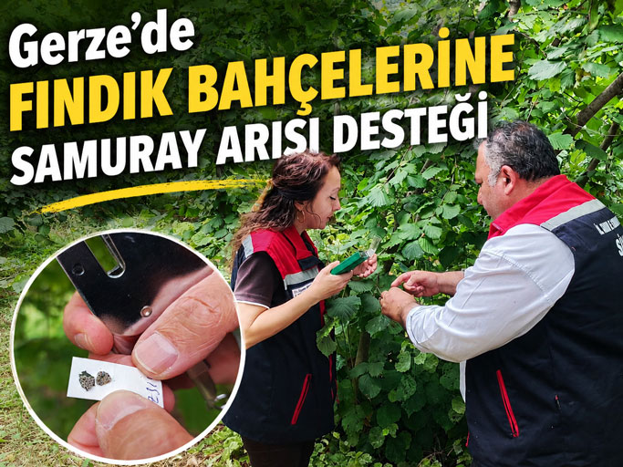 Gerze'de Kahverengi Kokarcaya Karşı Samuray Arısı Salımı Gerçekleştirildi