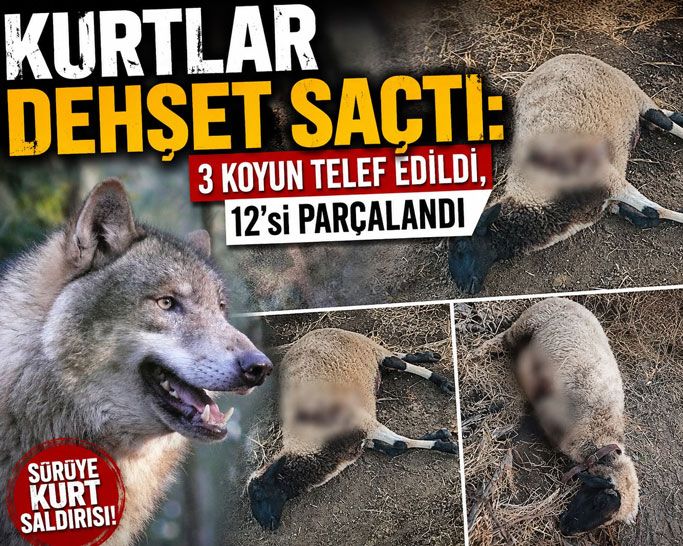Cumhuriyet Mahallesi’nde Kurt Saldırısı: 3 Koyun Telef Oldu, 12 Koyun Yaralandı