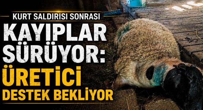 Kurt Saldırısında Bilanço Ağırlaşıyor: Telef Olan Koyun Sayısı 6’ya Yükseldi