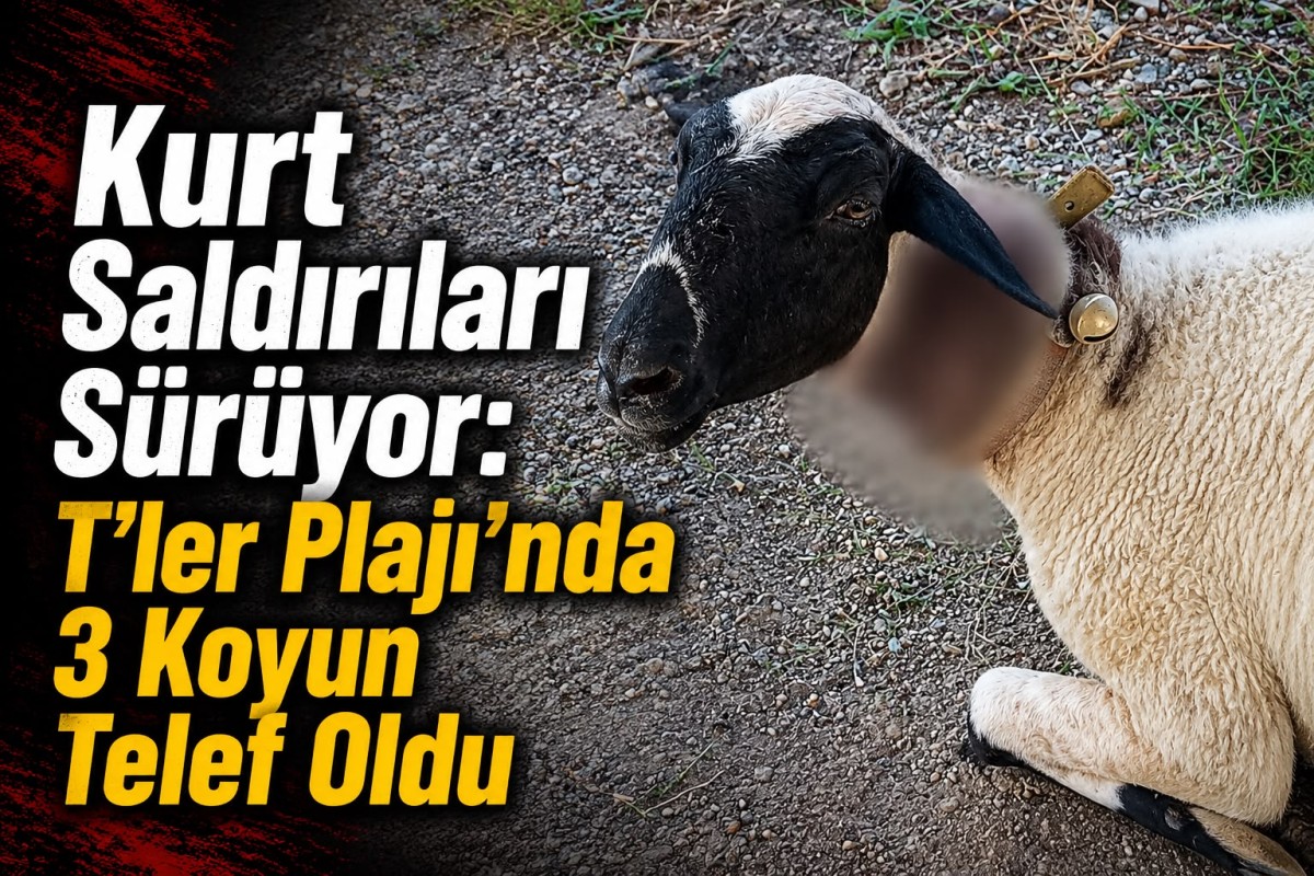 KURTLAR 3 KOYUNU TELEF ETTİ