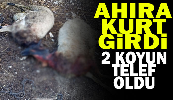 Karlı Köyü’nde kurt saldırısı: 2 koyun telef oldu
