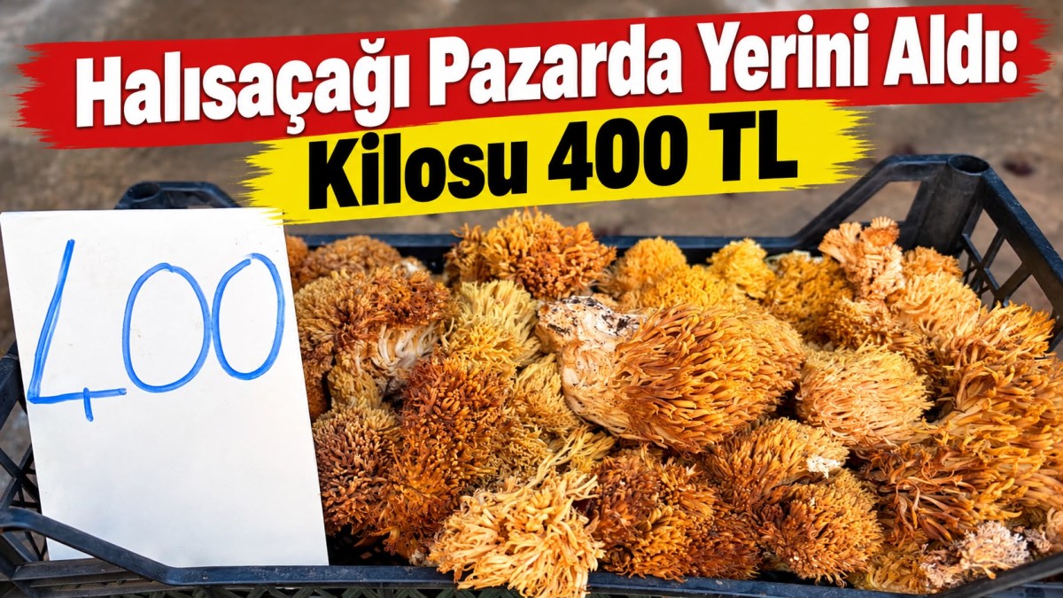 Gerze Organik Pazarı’nda Halısaçağı Mantarı 400 TL’den Alıcı Buluyor