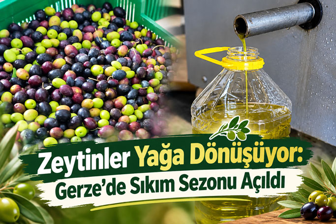Gerze’de Zeytinyağı Sıkım Merkezi Yeni Sezona Hazır