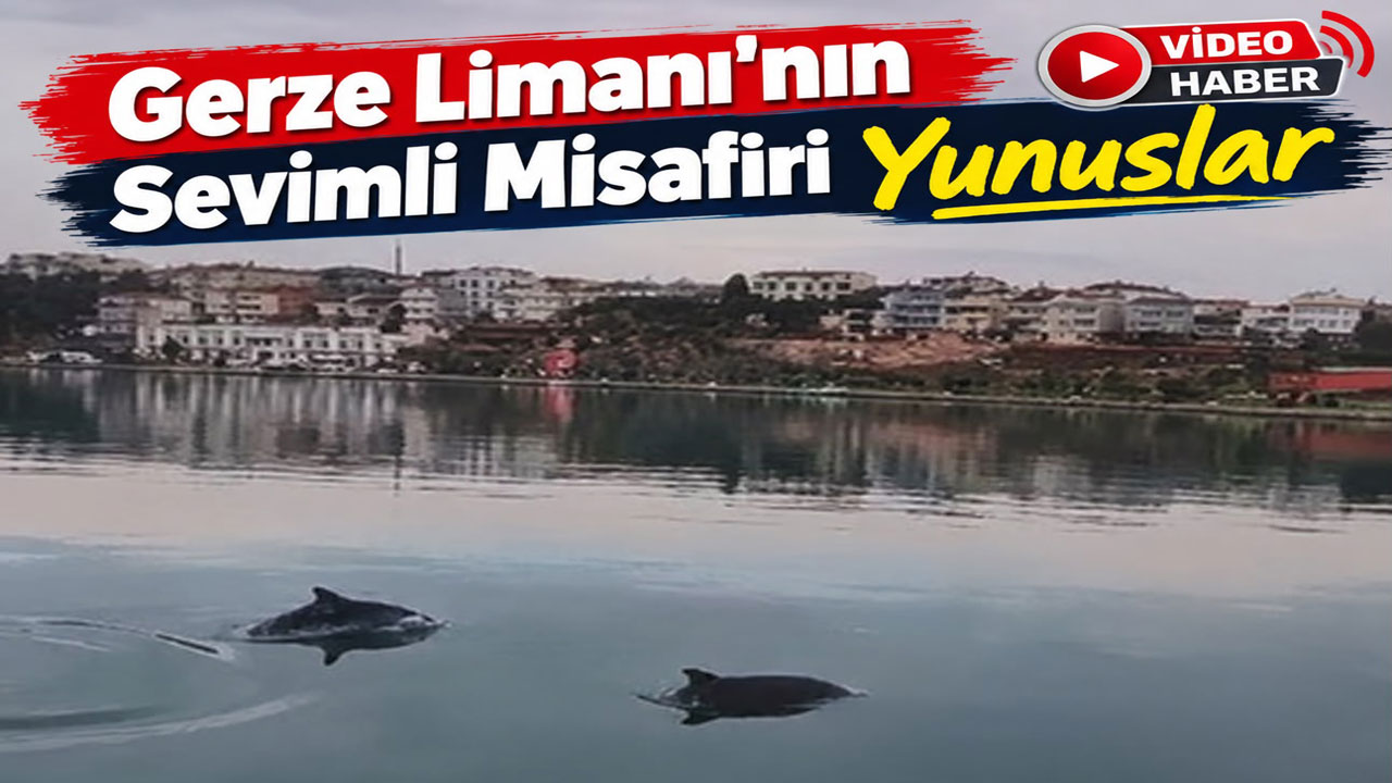 Gerze Limanının sevimli misafirleri 'Yunuslar'